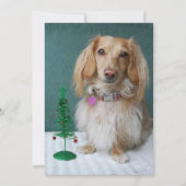 Langsnuitdachshund, op een wildertafel kaart (Voorkant)