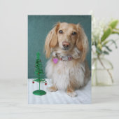 Langsnuitdachshund, op een wildertafel kaart (Staand voorkant)