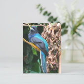 Langstaart Blauwe Vogel Briefkaart (Staand voorkant)