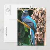 Langstaart Blauwe Vogel Briefkaart (Voorkant / Achterkant)