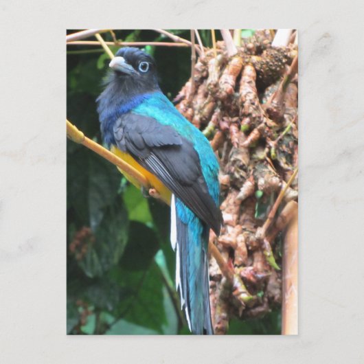 Langstaart Blauwe Vogel Briefkaart (Voorkant)