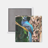 Langstaart Blauwe Vogel Magneet (Voorkant / Achterkant)