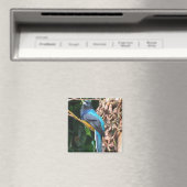 Langstaart Blauwe Vogel Magneet (Insitu (Vaatwasser))