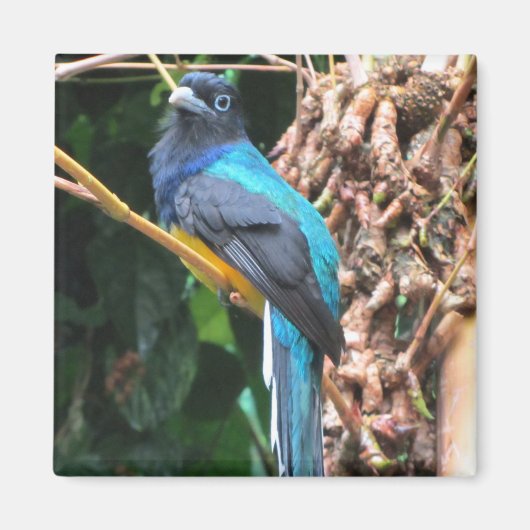 Langstaart Blauwe Vogel Magneet (Voorkant)