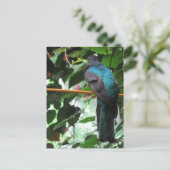 Langstaart Exotische Vogel Briefkaart (Staand voorkant)
