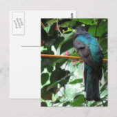 Langstaart Exotische Vogel Briefkaart (Voorkant / Achterkant)