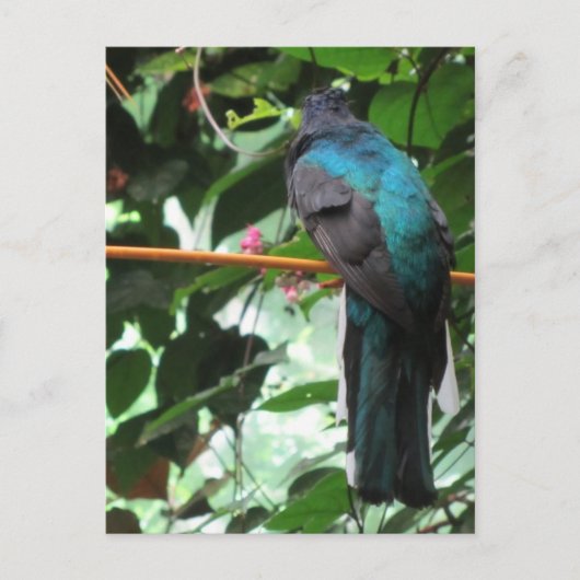 Langstaart Exotische Vogel Briefkaart (Voorkant)