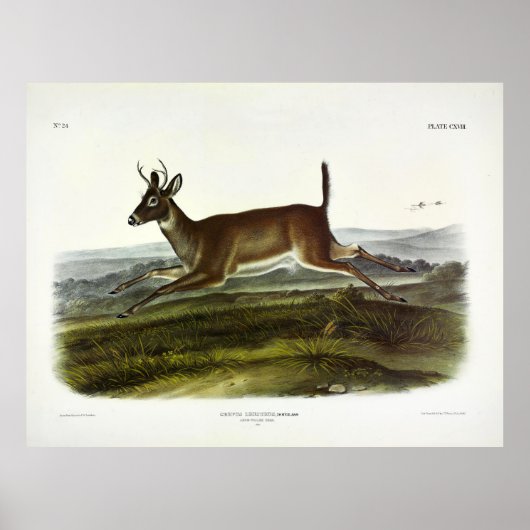 Langstaartdeer, of Columbiaanse Witstaartster Poster (Voorkant)