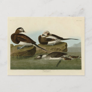 Langstaartdik - van de Amerikaanse vogels van Audu Briefkaart