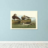 Langstaartdik - van de Amerikaanse vogels van Audu Canvas Afdruk (Insitu (Houten vloer))
