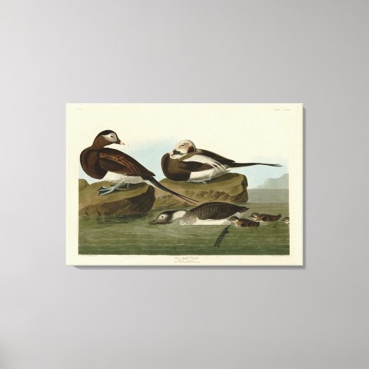 Langstaartdik - van de Amerikaanse vogels van Audu Canvas Afdruk (Voorkant)