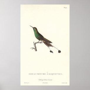 Langstaartgroene Humminbird van Antiek afdruk Poster