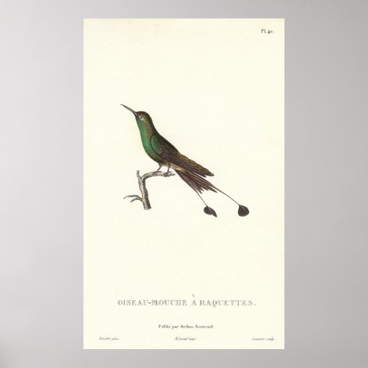 Langstaartgroene Humminbird van Antiek afdruk Poster (Voorkant)