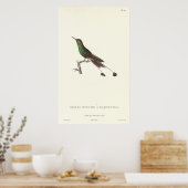 Langstaartgroene Humminbird van Antiek afdruk Poster (Keuken)