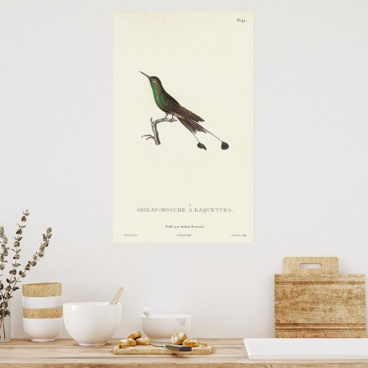 Langstaartgroene Humminbird van Antiek afdruk Poster (Keuken)