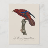Langstaartlori, Trichoglossus borneus Briefkaart (Voorkant)