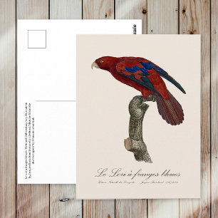 Langstaartlori, Trichoglossus borneus Briefkaart