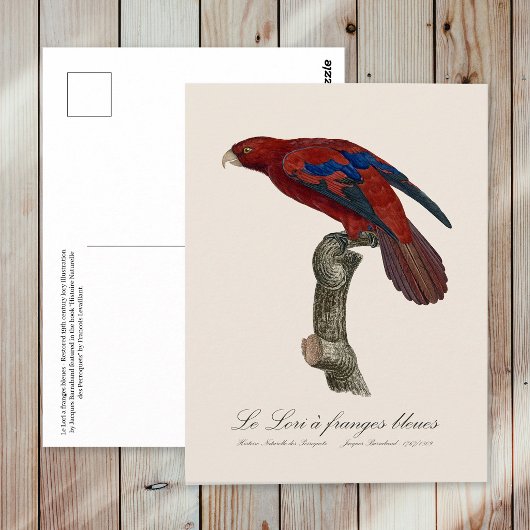 Langstaartlori, Trichoglossus borneus Briefkaart