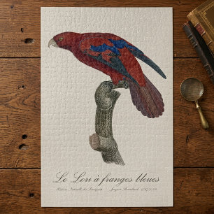 Langstaartlori, Trichoglossus borneus Legpuzzel