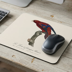 Langstaartlori, Trichoglossus borneus Muismat