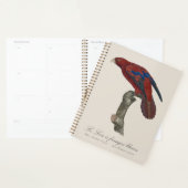Langstaartlori, Trichoglossus borneus Planner (Display)