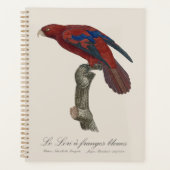 Langstaartlori, Trichoglossus borneus Planner (Voorkant)