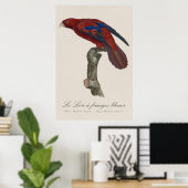 Langstaartlori, Trichoglossus borneus Poster (Thuiskantoor)