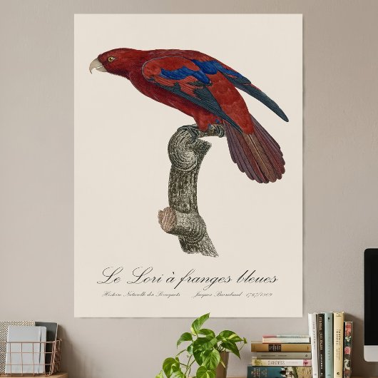 Langstaartlori, Trichoglossus borneus Poster