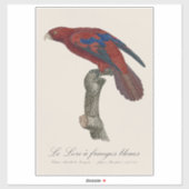 Langstaartlori, Trichoglossus borneus Sticker (Vel)