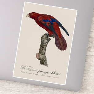Langstaartlori, Trichoglossus borneus Sticker