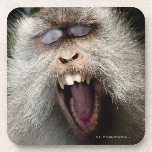 Langstaartmakaken (Macaca fascicularis) Onderzetter (Voorkant)