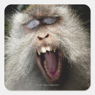 Langstaartmakaken (Macaca fascicularis) Vierkante Sticker