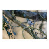 Langstaartmees Perfect Poster (Voorkant)