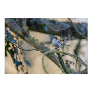 Langstaartmees Perfect Poster