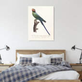 Langstaartparkiet, Psittacula Longicauda Canvas Afdruk (Insitu (Slaapkamer))