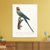 Langstaartparkiet, Psittacula Longicauda Canvas Afdruk (Insitu (Woonkamer))
