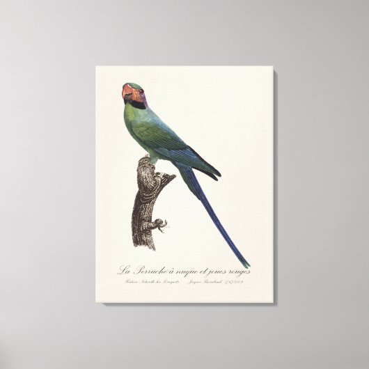 Langstaartparkiet, Psittacula Longicauda Canvas Afdruk (Voorkant)