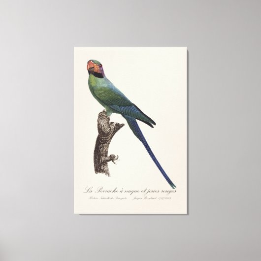 Langstaartparkiet, Psittacula Longicauda Canvas Afdruk (Voorkant)
