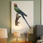 Langstaartparkiet, Psittacula Longicauda Canvas Afdruk