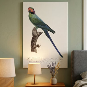 Langstaartparkiet, Psittacula Longicauda Canvas Afdruk