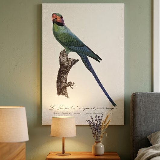 Langstaartparkiet, Psittacula Longicauda Canvas Afdruk