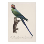 Langstaartparkiet, Psittacula Longicauda Foto Afdruk (Voorkant)