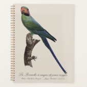 Langstaartparkiet, Psittacula Longicauda Planner (Voorkant)