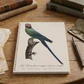 Langstaartparkiet, Psittacula Longicauda Planner
