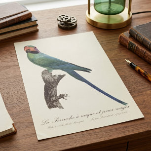 Langstaartparkiet, Psittacula Longicauda Poster