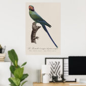 Langstaartparkiet, Psittacula Longicauda Poster (Thuiskantoor)
