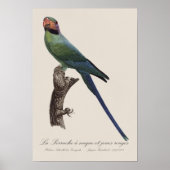 Langstaartparkiet, Psittacula Longicauda Poster (Voorkant)