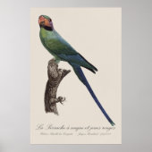 Langstaartparkiet, Psittacula Longicauda Poster (Voorkant)