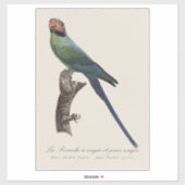 Langstaartparkiet, Psittacula Longicauda Sticker (Vel)