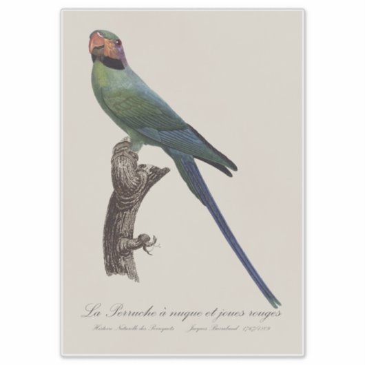 Langstaartparkiet, Psittacula Longicauda Sticker (Voorkant)